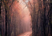 跳水决战完美收官，加拿大选手摘得冠军